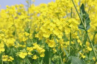 金黄灿烂的油菜花田