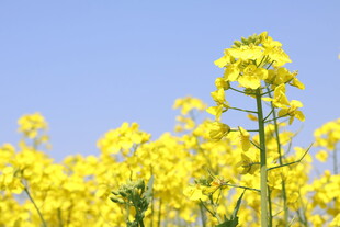 春日油菜花绽放