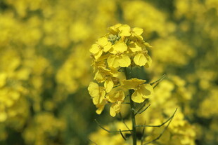 金黄油菜花特写