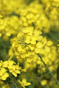 金黄油菜花绽放