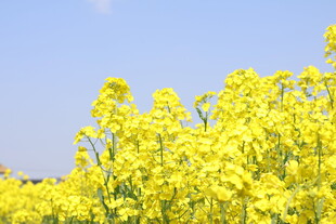 金黄油菜花绽放蓝天之下