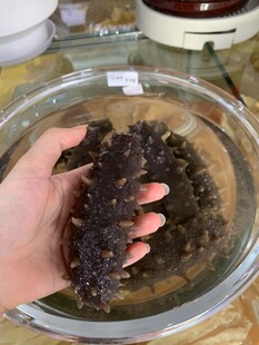 海参