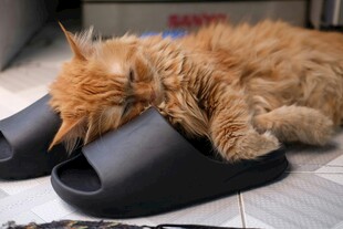 橘猫枕拖鞋惬意酣睡