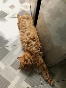 慵懒猫咪惬意趴地
