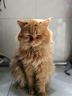 慵懒长毛猫安静坐着