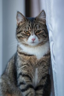 可爱条纹猫咪安静端坐