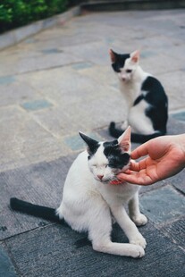 人与萌猫互动瞬间