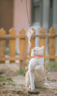 猫咪后腿站立玩逗猫棒
