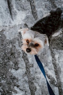 雪地中被牵引的约克夏犬