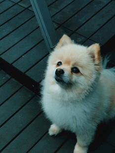 可爱博美犬抬头望镜头