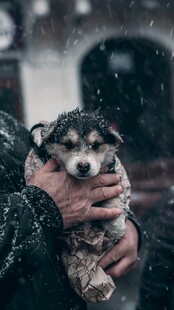 雪中被捧的可爱小狗