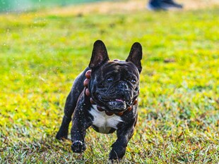 草地上奔跑的法国斗牛犬