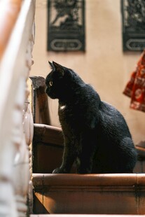 黑猫坐于楼梯间