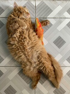 橘猫躺地玩逗猫棒