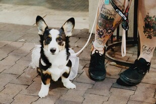 柯基犬与带纹身主人同框