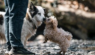 人与两犬互动温馨瞬间