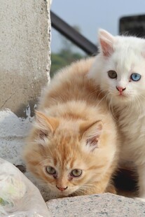 两只可爱猫咪依偎在一起