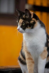 三色花猫侧坐凝视