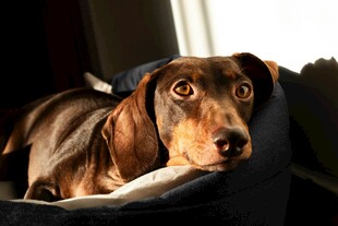 可爱腊肠犬惬意躺卧