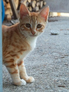 橘猫户外站立瞬间