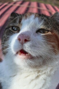 张嘴的可爱猫咪