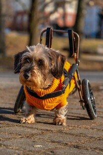 坐轮椅小狗穿亮眼黄衣