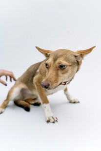 小狗被逗弄时的可爱模样