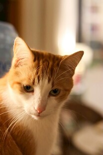 可爱橘白猫咪室内特写