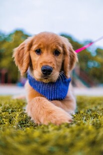 可爱金毛犬趴在绿草地上