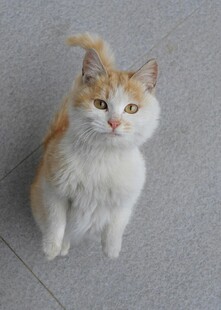 可爱双色小猫抬头凝视