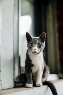 窗边可爱小猫