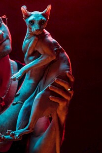 人与无毛猫的温馨瞬间