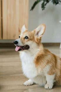 可爱柯基坐于木地板上