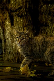 森林中的神秘野猫