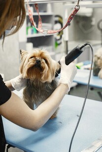 宠物狗美容中