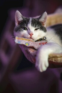 酣睡的可爱猫咪