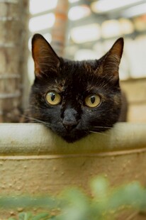 黑猫探头好奇张望