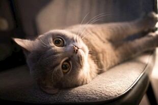 慵懒猫咪惬意躺卧