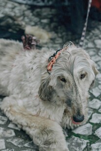 趴着的长毛猎犬