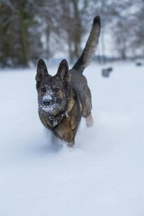 雪地中奔跑的帅气狗狗