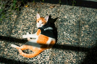 穿着背心的猫咪惬意躺卧