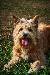 草地上的可爱长毛犬
