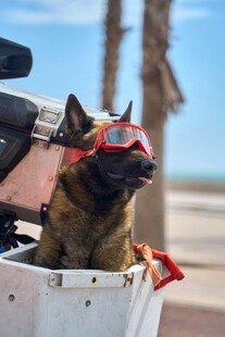 戴装饰的帅气狗狗