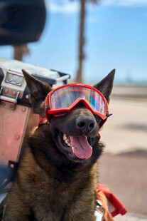 戴护目镜的帅气工作犬