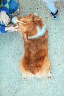 可爱柯基与人互动玩耍