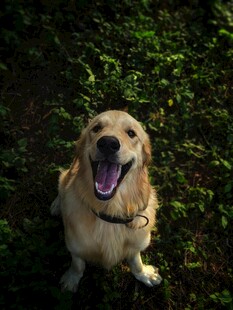 阳光下的开心金毛犬