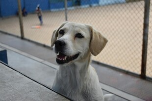 可爱拉布拉多犬看向镜头