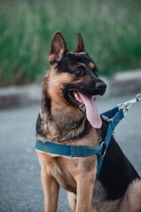 拴着牵引绳的帅气德国牧羊犬