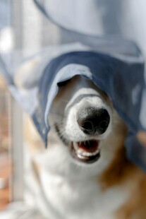 戴帽柯基咧嘴笑