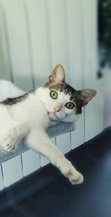 俏皮猫咪伸展身姿